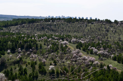 Trees blooming in Ankara