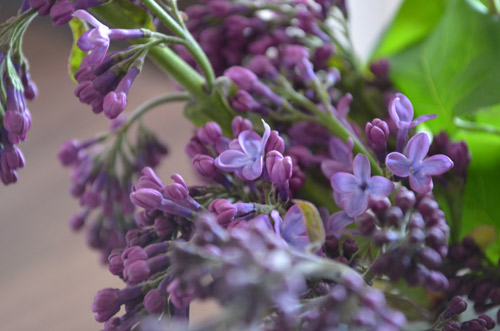 Budding Lilacs