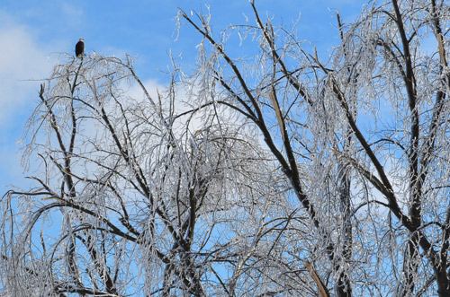 Icy tree and bald eagle