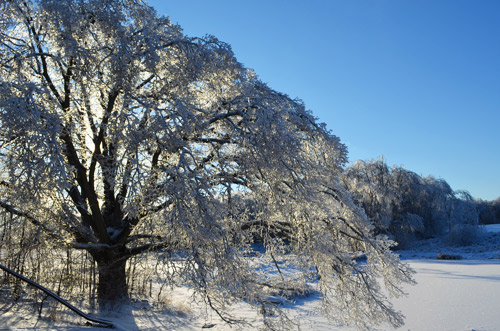 Tree with ice