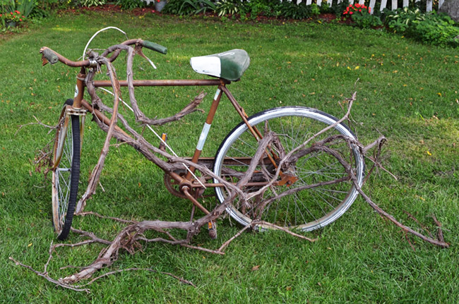 Schwinn Hawthorne bike with a vine