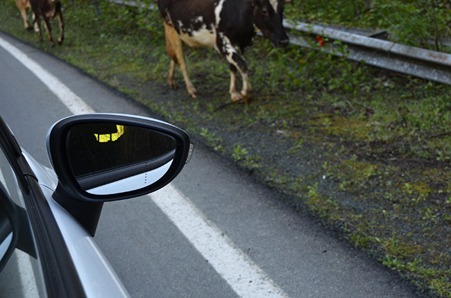 Cow in the road