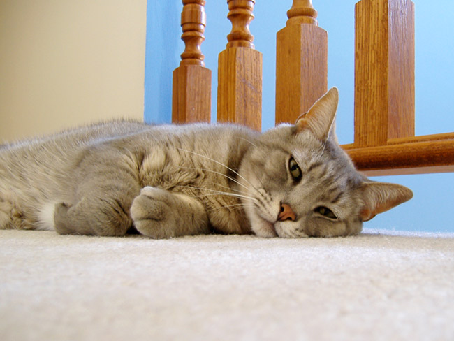 Gray cat lounging
