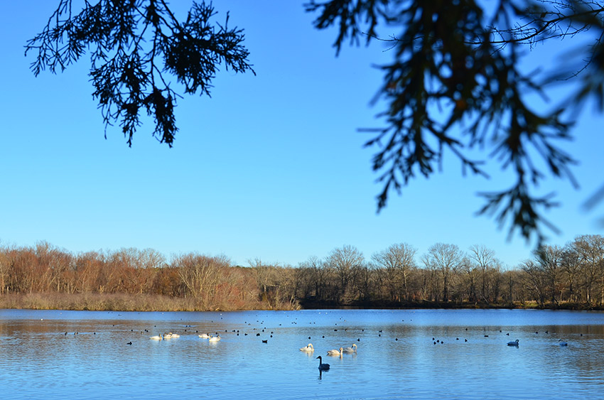 Trumpeter swans on Magness Lake