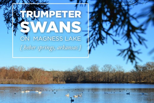 Trumpeter Swans on Magness Lake in Heber Springs, Arkansas