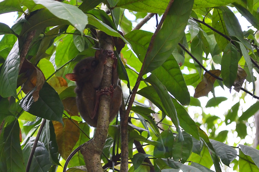 Tarsier monkey