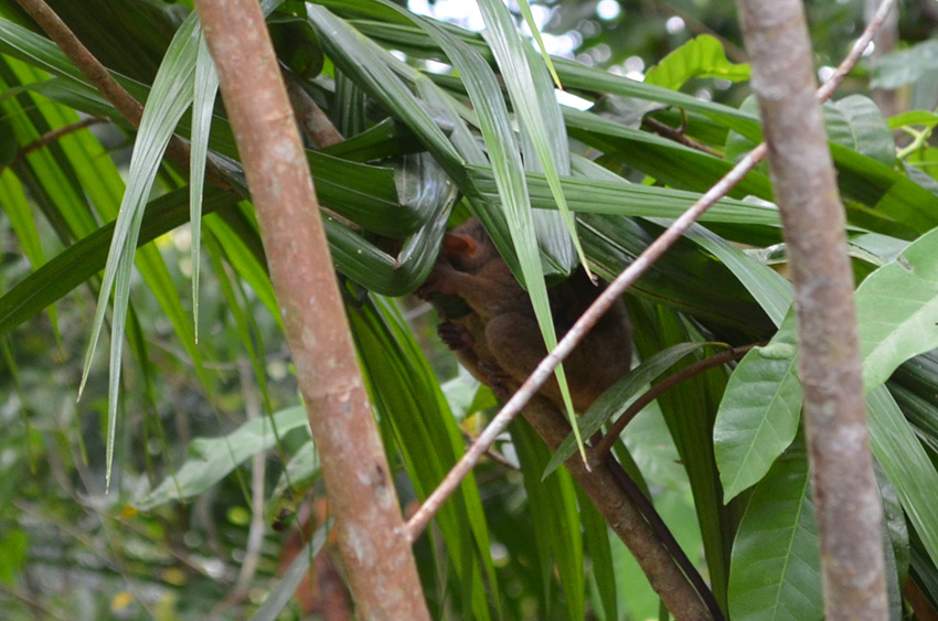 Tarsier monkey